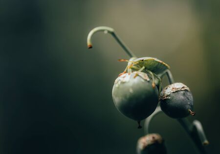 Southern green stink bug, nezara viridula sit on plant in forest, macro toned photoの写真素材