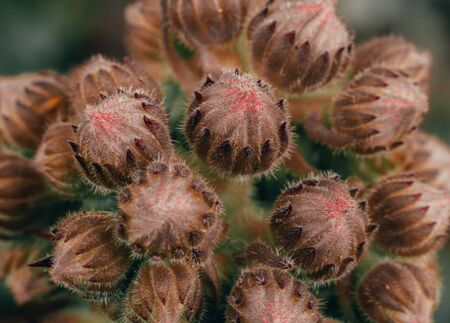 Macro shot of blossson semperivum, houseleekの写真素材