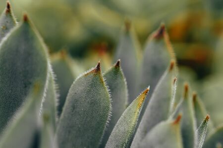 Macro photo of leaves semperivum, houseleek, toned photo