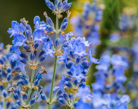 Close up photo of blue blossson flower with blured backgroundの写真素材