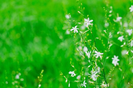 Small white blossom on flower in green grassの写真素材