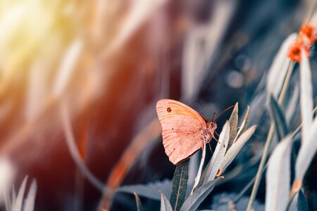 Nice butterfly with closed wings sit on grass. Toned photoの写真素材