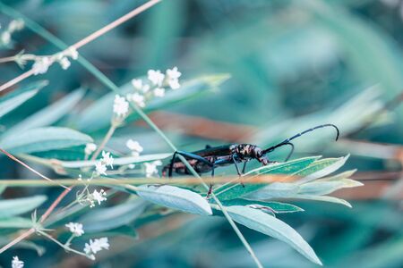 Nice big bug climb on grass. Toned photoの写真素材