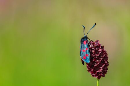 Zygaena filipendulae sit on flower blossom. Macro photoの写真素材