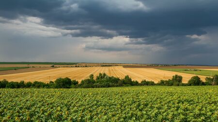 Sunflower field at sunrise with trees and dramatic storm sky, south moravia, Czech republicの写真素材