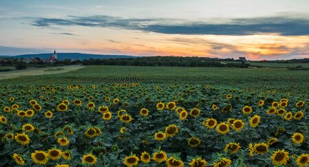 Sunflower field at sunset with small village, south moravia, Czech republic