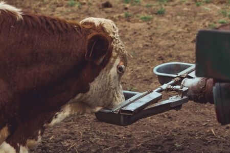 Bull drink water from metal bowl. Farm conceptの写真素材