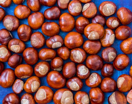Group of chestnut on blue board, autumn background