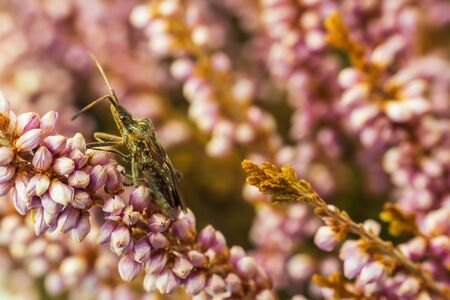 Western conifer seed bug sitting on flower blossom. Macro photoの写真素材