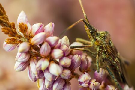 Western conifer seed bug macro photo sitting on flower blossom