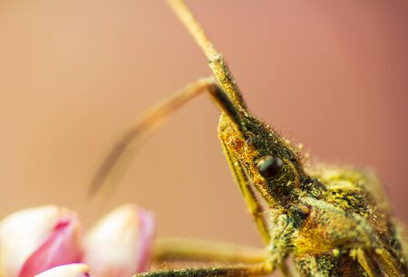 Western conifer seed bug macro photo of eye with blured background