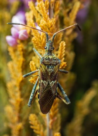 Western conifer seed bug sit on flower stem from up. Macro photoの写真素材