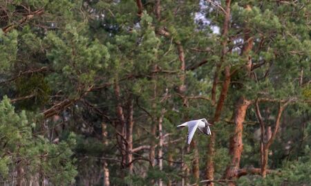 Adult summer plumage black headed gull Chroicocephalus ridibundus fly from side with trees, Czech...
