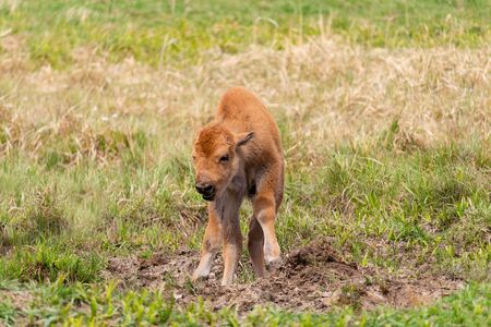 Small cute bison calf standing on meadow pasture from frontの写真素材