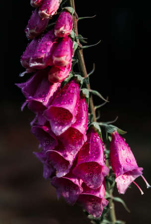 Violet digitalis flower with water droplet on dark backgroundの写真素材