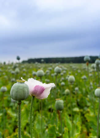 White blossom of poppy seed flower on field with trees and blue skyの写真素材