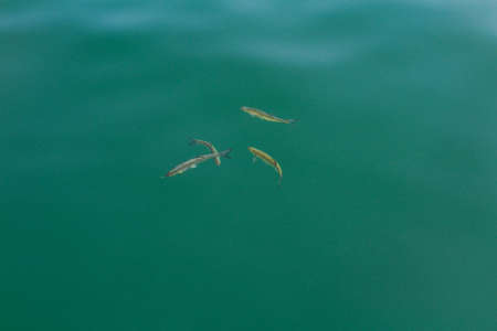 Group of small fish swimming in clear water swamped Janicuv quarry. Czech republic