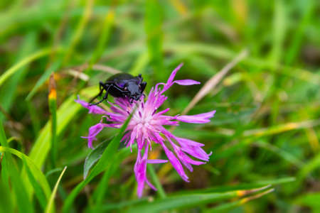 Close up of longhorn beetle, Prionus coriarius on violet blossom flower in grassの写真素材