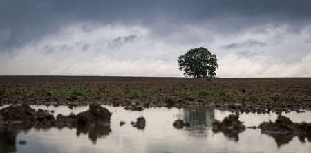 Leafy alone tree on dry field reflected in puddle with overcast sky. Autumn czech landscapeの写真素材