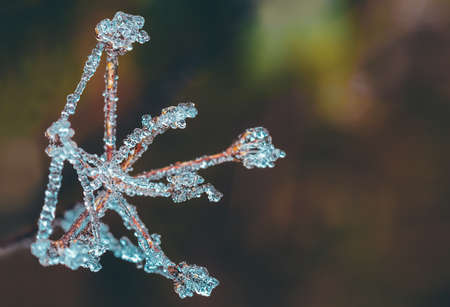 Macro shoot of frozen fog on dry flower. Nice crystal ice droplet, winter backgroundの写真素材