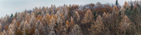 Panoramic view to freeze autumn foliage tree forest with overcast sky. Czech landscape