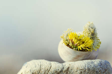 Flower in snail shell. Spring background conceptの写真素材