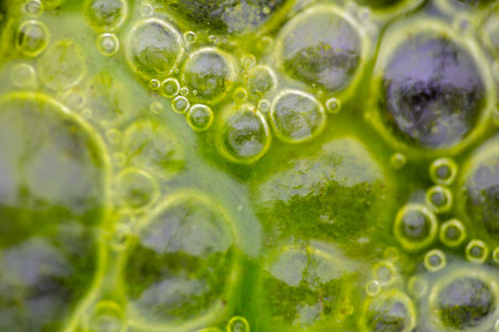 Macro shot of algae in water with droplet. Science, biology background conceptの写真素材
