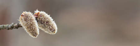 Macro tree catking on branch. Spring time, easter concept backgroundの写真素材