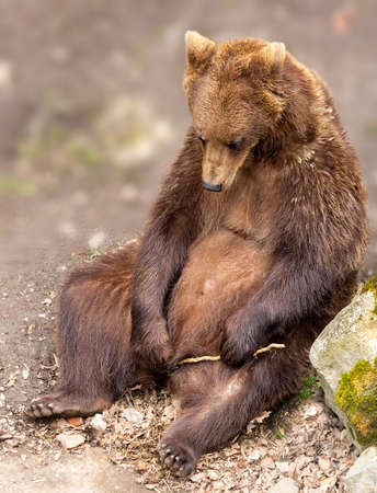 Wild brown bear, ursus arctos sitting on ground. Funny pose animal portrait with blury background, copy spaceの写真素材