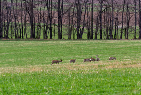 Herd of deer animal on green pasture, czech landscapeの写真素材