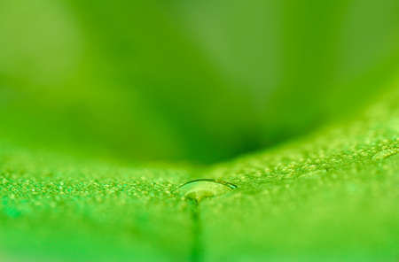 Macro water droplet on orchid green leaf. Nature backgroundの写真素材