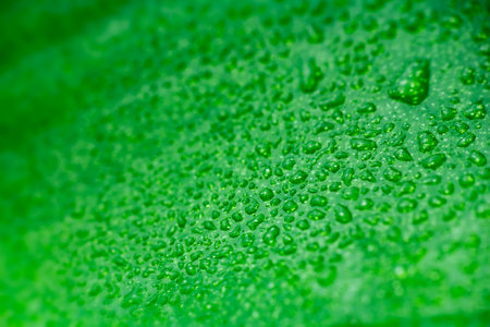 Macro water droplet on orchid green leaf. Nature backgroundの写真素材