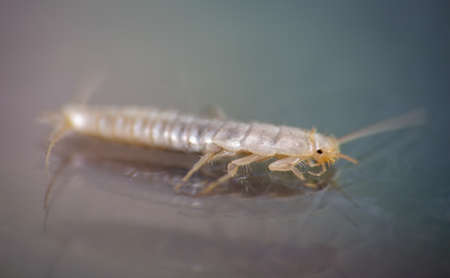 Macro photo Silverfish animal, lepisma saccharina on colorful background. Common house pestの写真素材