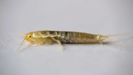 Macro photo Silverfish animal, lepisma saccharina on white background. Common house pestの写真素材