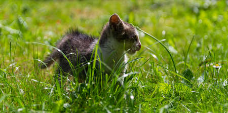 Portrait of small cute kitty, cat walking in grass with tongue outの写真素材