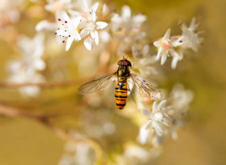 Small hoverfly, eristalis tenax sitting on blossom of white flower. Macro insect photo