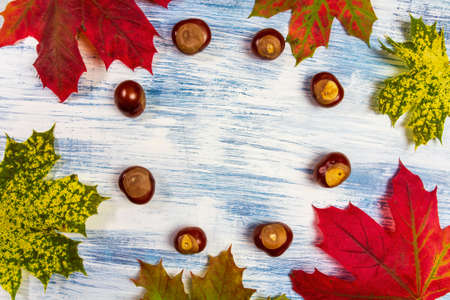 Colorful autumn maple leaves with chestnut to circle on painted white and blue background.の写真素材