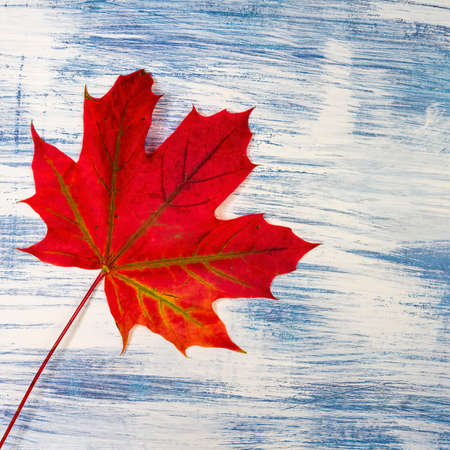 Colorful autumn maple leaves on painted white and blue background. Copy space for text , flat layの写真素材