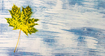 Colorful autumn maple leaves on painted white and blue background. Copy space for textの写真素材