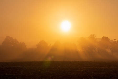 Tree silhouette on agriculture field with misty fog and sunbeam. Gold colored sunrise, Czech landscapeの写真素材