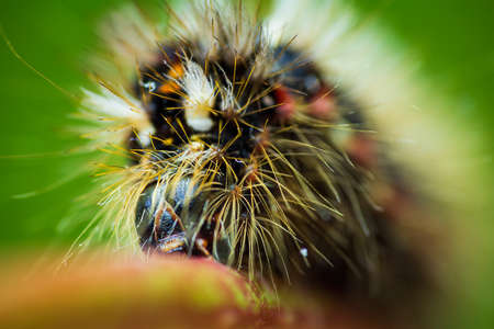 Grass moth, acronicta rumicis larvae, caterpillar climbing on stem with green background, front view. Macro animalの写真素材