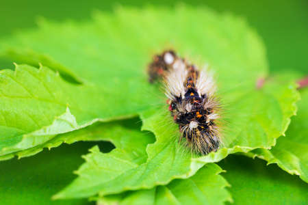 Grass moth, acronicta rumicis larvae, caterpillar climbing on leaves. Macro animalの写真素材