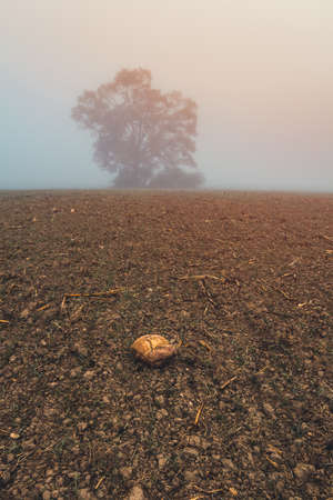 Alone autumn tree on agriculture field in misty fog at morning sunrise. Czech landscapeの写真素材