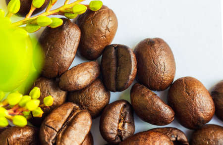 Coffee roasted beans texture background. Close up photo on white copy space with green flower