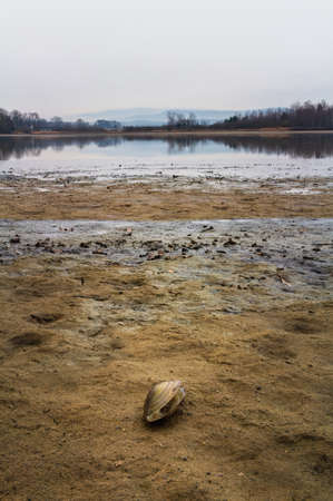 Blue mussel, Mytilus edulis on pond sand beach with trees, fog and hill Klet at rainy moody weather,...