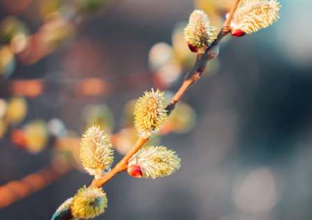 Macro of pussy willow, salix caprea catkin. Easter, spring colored backgroundの写真素材