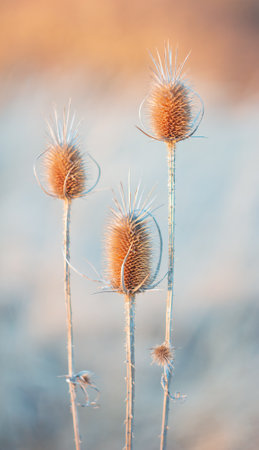 Dry three curly plumeless thistle, Carduus crispus with blured background. Macro, high key nature photoの写真素材