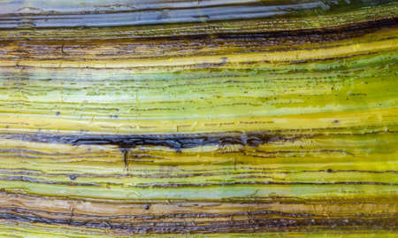 Colored outside shell texture of blue mussel, Mytilus edulis. Animal, nature backgroundの写真素材