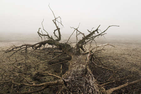 Fallen dead tree on released pond shore in misty fog. Czech spring landscapeの写真素材