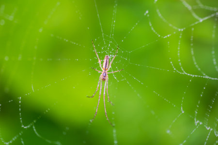 Bottom of tiny spider sitting in middle of cobweb with dew water drops and blured green background....